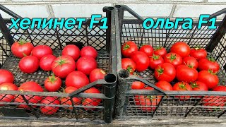 🍅🍅ТОМАТЫ ХЕПИНЕТ И ОЛЬГА. СРАВНЕНИЕ ДВУХ ГИБРИДОВ. Обзор