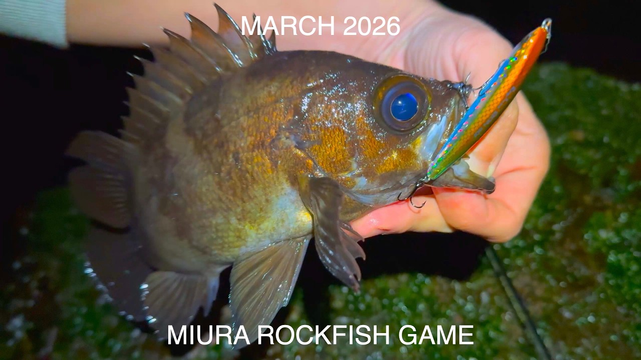 激戦区の三浦半島でメバルウェーディングしたら春爆した