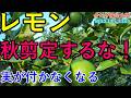 【秋のレモン】剪定すると来年確実に実は付きません｜たった3つの管理を覚えるだけで劇的に変わる