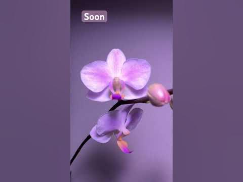 Hatuyuki/ Хатуюки#orchid #фаленопсис #phalaenopsis #orchidlover # ...