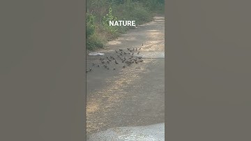 NATURAL WALK WITH TUSHAR KACHHADIYA ENVIRONMENT SPARROW