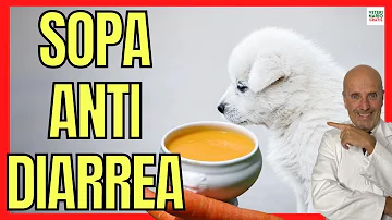 ¿Pueden las zanahorias provocar diarrea en los perros?