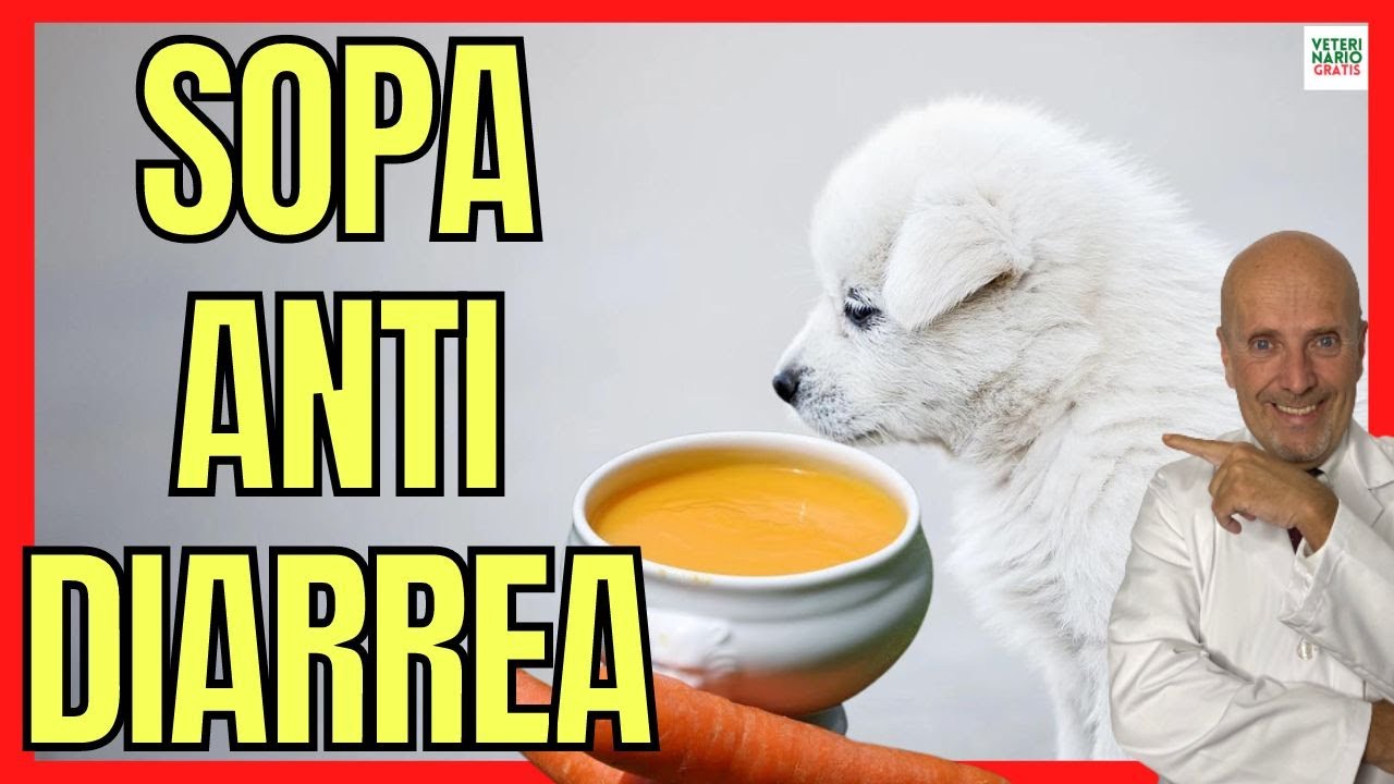 Dieta para perros con diarrea