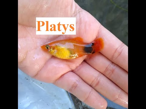 Platys - Xiphophorus Maculatus