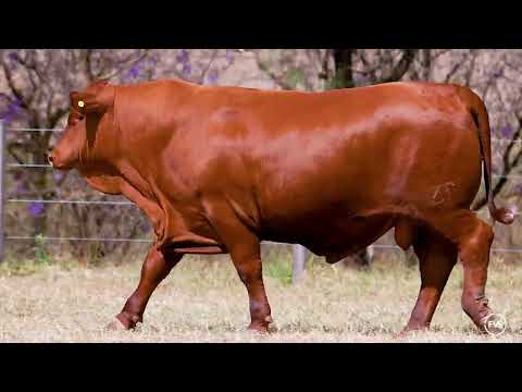 LOTE 10 - ZT 7100