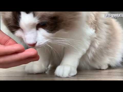 Ragdoll cat | a day with Ash แมวแร็คดอลล์