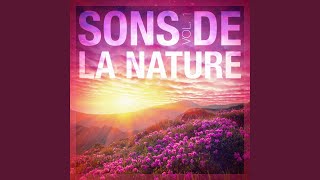 Sons de la canopée: Oiseaux screenshot 2