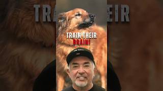 How to Keep Your Dog Mentally Sharp