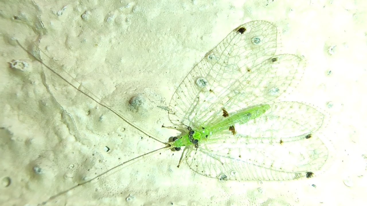 Speckled Forest Lacewing 😍