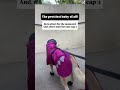 POV: Your dog steps out looking better than you #dogs #doggielife #summers #raincoat