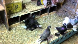 Altholländischer Tümmler Old Dutch Tumbler Culbutant Hollandais