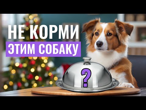🚫ЭТИ ПРОДУКТЫ ОПАСНЫ для собак! Какая "человеческая" ЕДА НЕ ПОДХОДИТ собакам?