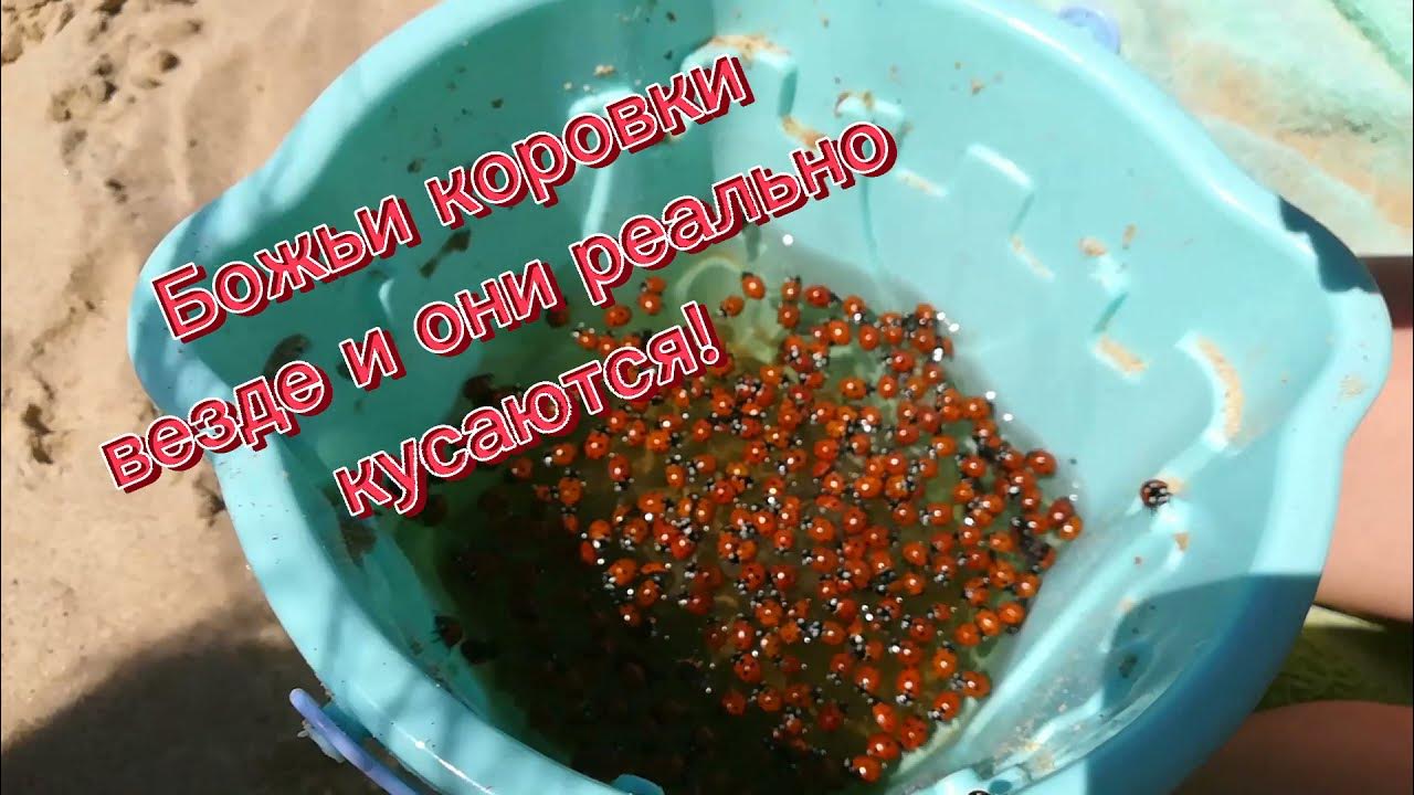 Нашествие божьих коровок в анапе фото