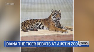 New tiger debuts at Austin Zoo