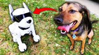 I Bought My Dogs A Robot Dog...