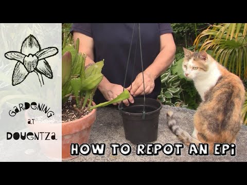 How To Repot An Epiphyllum, Orchid Cactus || Quick x Easy Guide