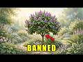 I Grew the Tree the Lumber Industry Wants to Disappear