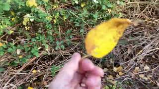 Catching a falling leaf