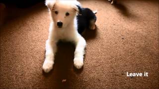 Zeva puppy tricks 9-11weeks old
