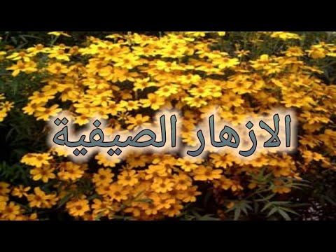 اهم الازهار الصيفية التي يمكن زراعتها في المنزل