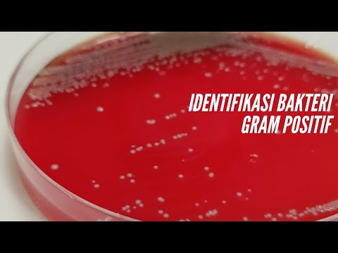 Identifikasi Bakteri Gram Positif