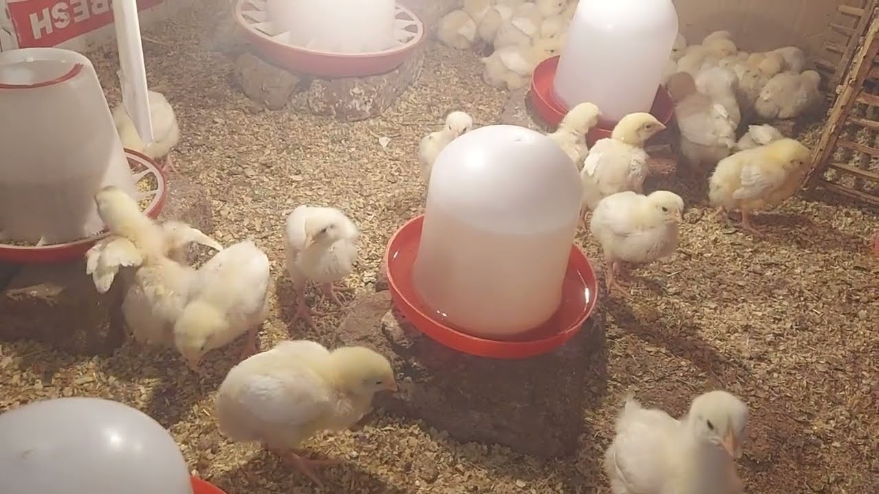 تجربتي مع الكتاكيت البيضه تالت مرة على التوالي هنتكلم باستفاضه  عن الفراخ البيضه وتربيتهم في البيت 👌