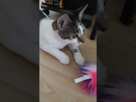 Kitty sneak attack