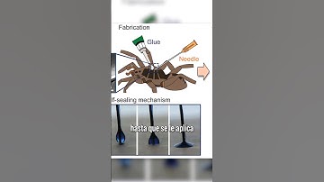 Un CADÁVER  de araña se convierte en ROBOT - Ig Nobel