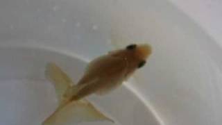 DSCF1992.AVI