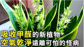 除甲醛最理想的6種花，吸走隱藏的有害氣體，空氣乾淨身體棒！|花花世界