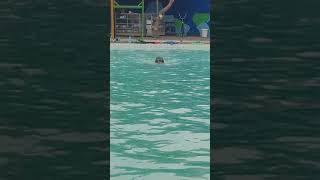 Ibad SDIT Hiro drill renang militer 2X25m