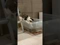カメにちょっかい出してると思ったら隣の猫にちょっかい出し始める子猫 #子ネコ #子猫の成長動画 #保護猫