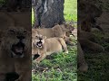 @PoriQuestSafaris