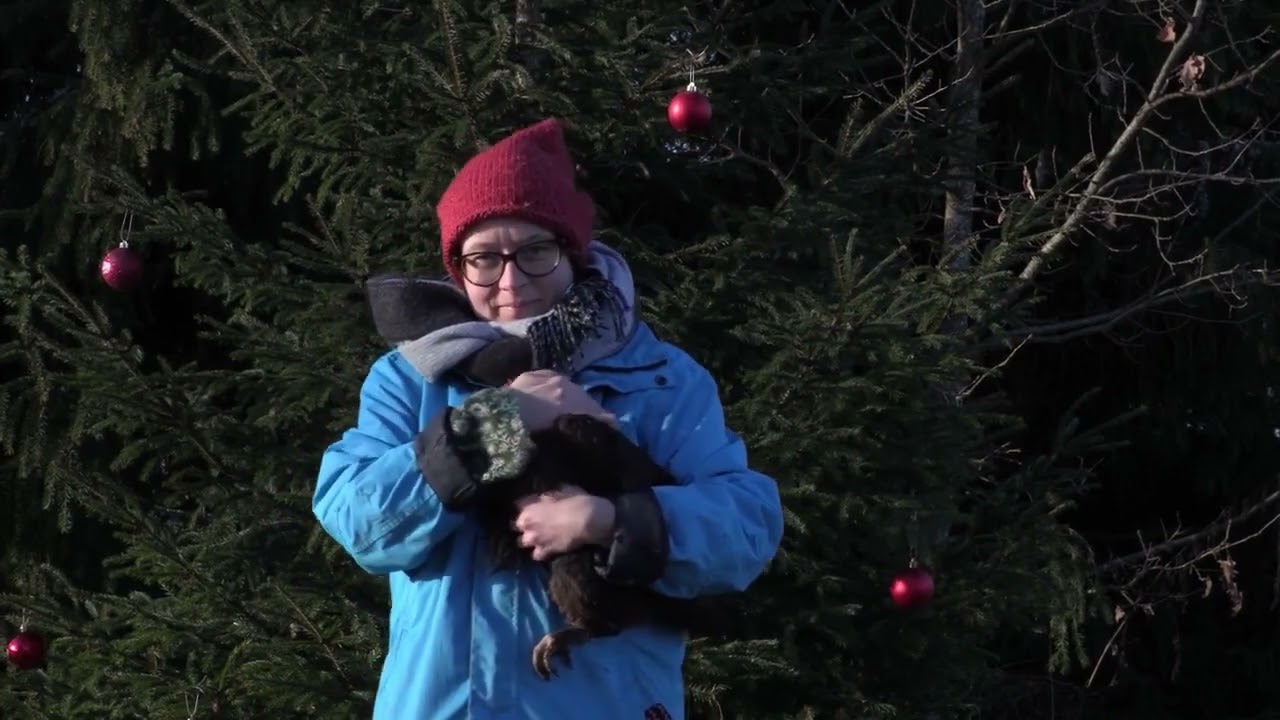 Happy christmas = Vegan christmas Christmas video 2