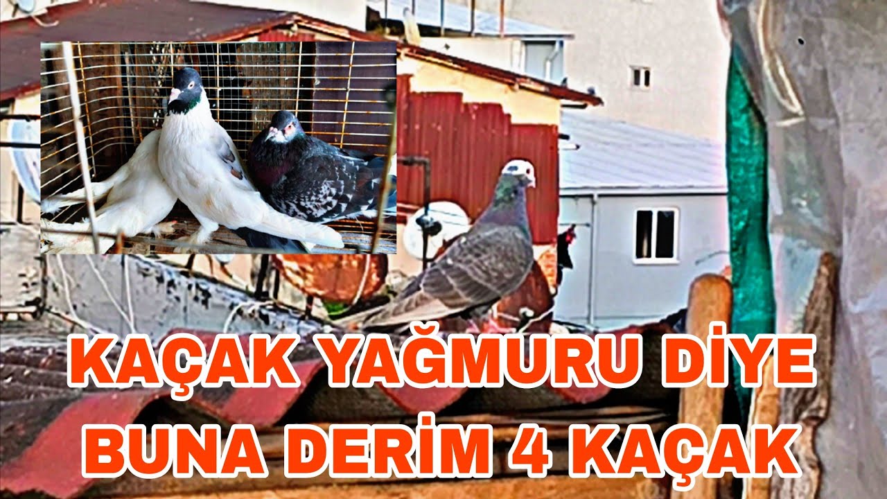 KAÇAK YAĞMURU DİYE BUNA DERİM 4 TANE KAÇAK YAKALADİK