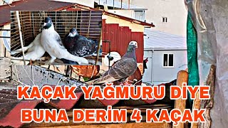 Kaçak Yağmuru Di̇ye Buna Deri̇m 4 Tane Kaçak Yakaladi̇k