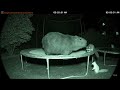 深夜の動物オリンピック開幕！トランポリンとフリスビーで大混乱の爆音ASMR。Midnight Animal Olympics! Trampoline & frisbee chaos.
