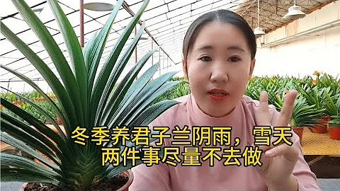 冬季養君子蘭陰雨或者雪天有兩件事盡量不要 - 天天要聞