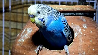 : Live budgies | Budgies Nest live | Live Birds Nest | birds livestream | Cats tv #livebirds #budgies