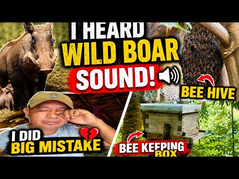 I Heard Wild Boar Sound In The Forest? Near My Bee Hive! 🤯 🐗