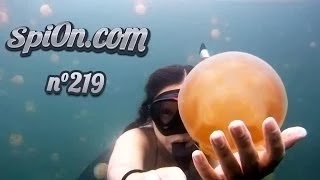 Le Zap de Spi0n n°219 - Win Fail Compilation 2014