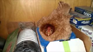 Pantry Broody Hen