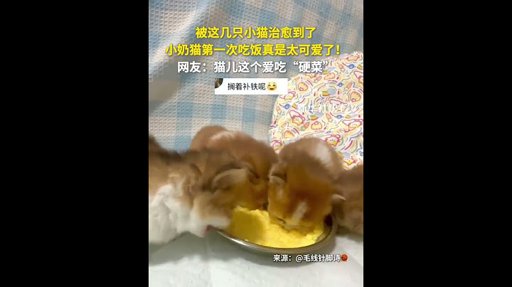 被這幾只小貓治愈到了，小奶貓第一次吃飯真是太可愛了！網友：貓兒這個愛吃“硬菜”。#快看萌寵