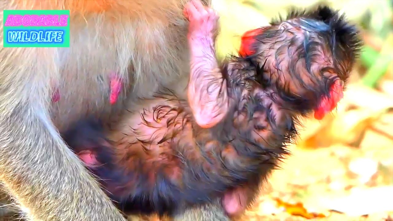 Top Lovely Moments Of Adorable Newborn Baby Monkey Wildlife With Mommy