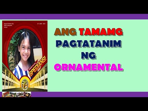 Video: Pagtanim Ng Mga Tulip Sa Tagsibol (26 Na Mga Larawan): Sa Anong Buwan Maaari Kang Magtanim Ng Mga Bombilya Sa Bukas Na Lupa? Paano Mapangalagaan At Maipapataba?