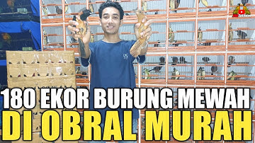 KIOS GILA ! PROMO UGAL UGALAN SAMPAI TGL 7 EDIE JOVANIS PASAR BURUNG PRAMUKA