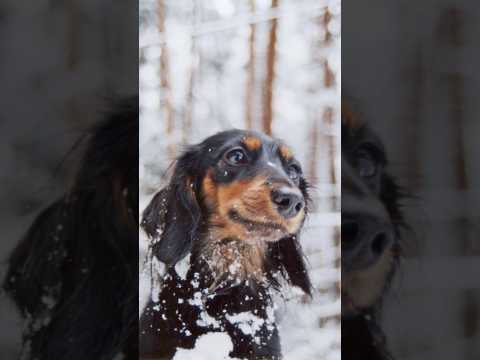 HAPPY BIRTHDAY マロン🪽