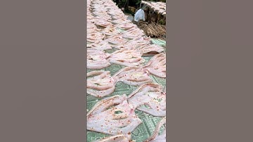 S.A.L.E 9.9 KHÔ CÁ LÓC 3 nắng 1k cho 100 khách hàng đầu tiên #shorts