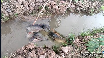 kích cá thùng muống và rãnh vườn bắt cá lóc và phi