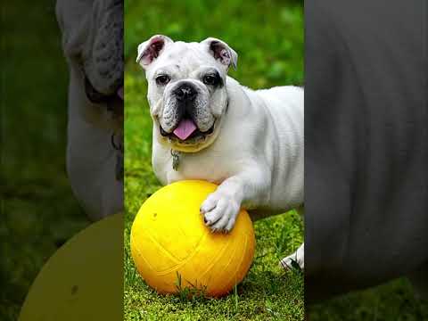 Vidéo: Races de chiens paresseux